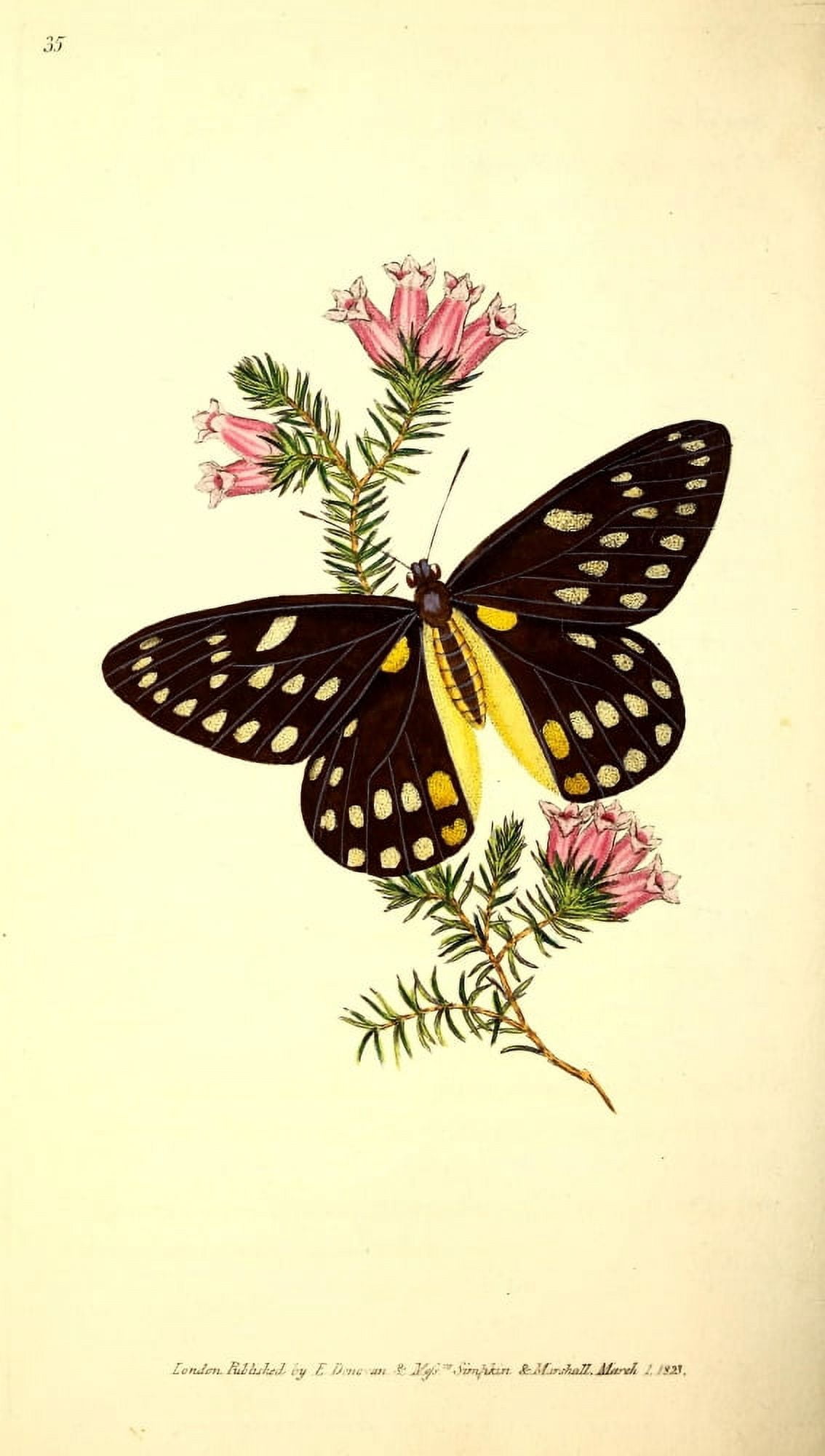 Naturalists Repository 1824 Belladonnas Butterfly Canvas Art - E Donovan (24 x 36)