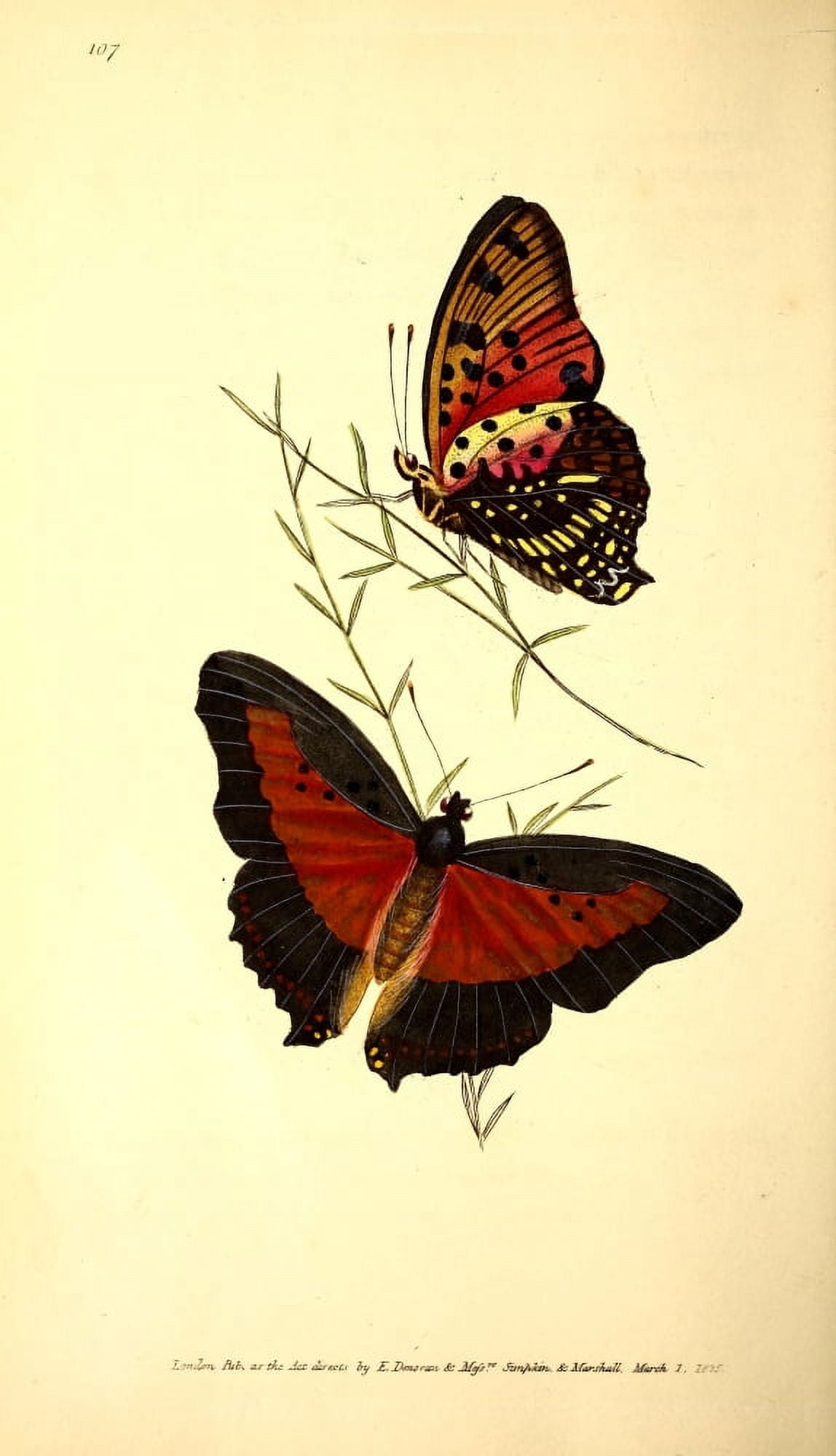Naturalists Repository 1824 Berenice Butterfly Canvas Art - E Donovan (18 x 24)