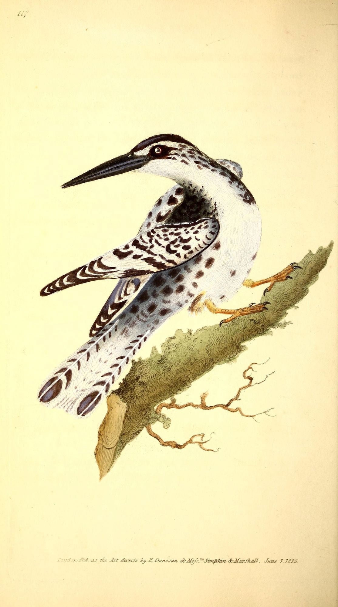 Naturalists Repository 1824 Black & White Kingfisher Canvas Art - E Donovan (24 x 36)