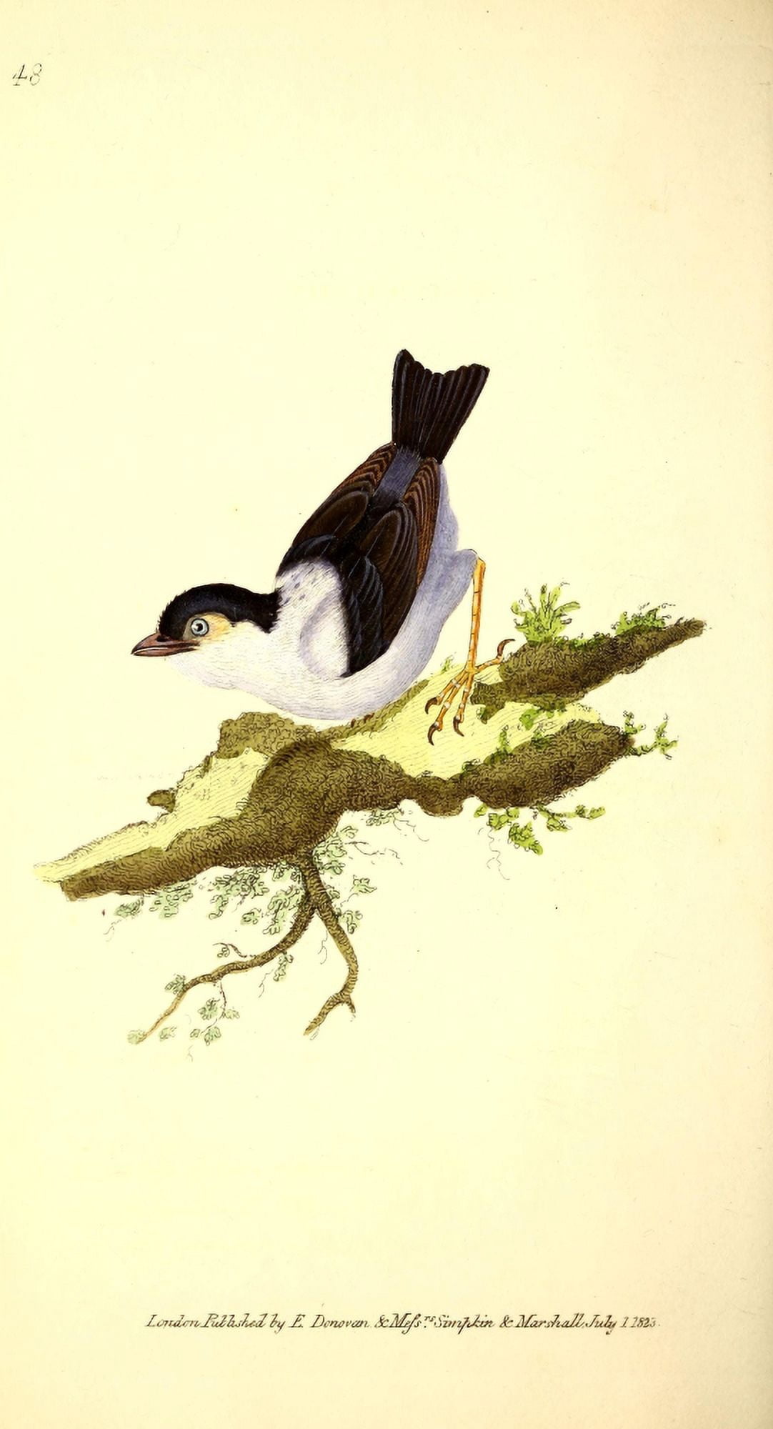 Naturalists Repository 1824 Black-capped Manakin Canvas Art - E Donovan (24 x 36)
