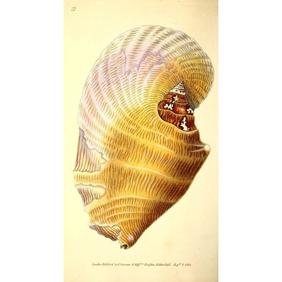 Naturalists Repository 1824 Broad-winged Strombus 1 Canvas Art - E Donovan (18 x 24)