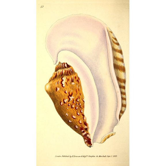 Naturalists Repository 1824 Broad-winged Strombus 2 Canvas Art - E Donovan (18 x 24)