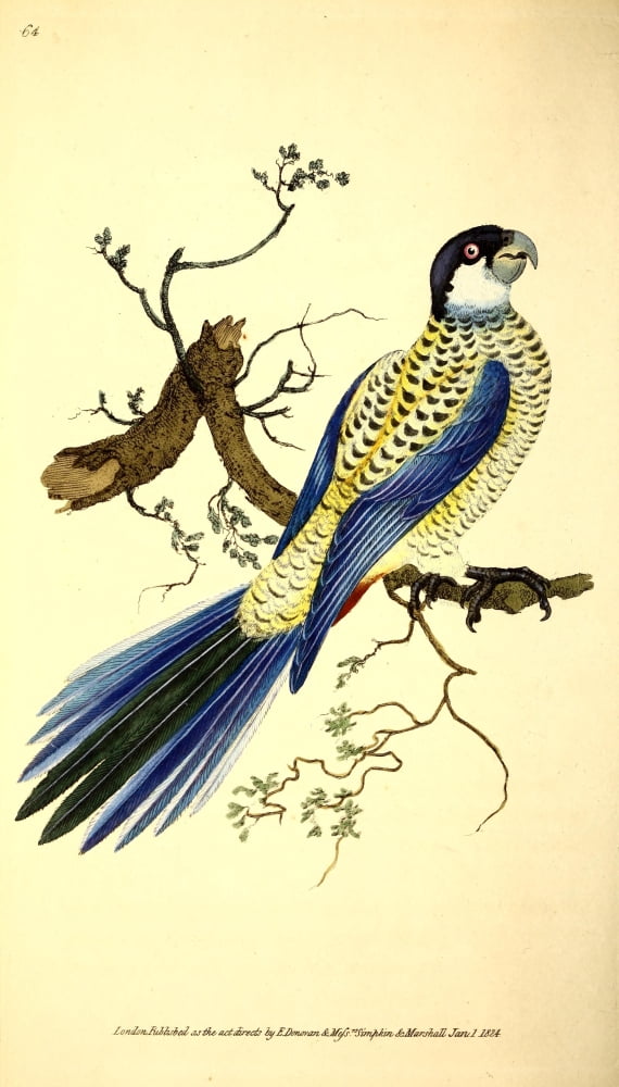 Naturalists Repository 1824 Browns Parrot Canvas Art - E Donovan (18 x 24)