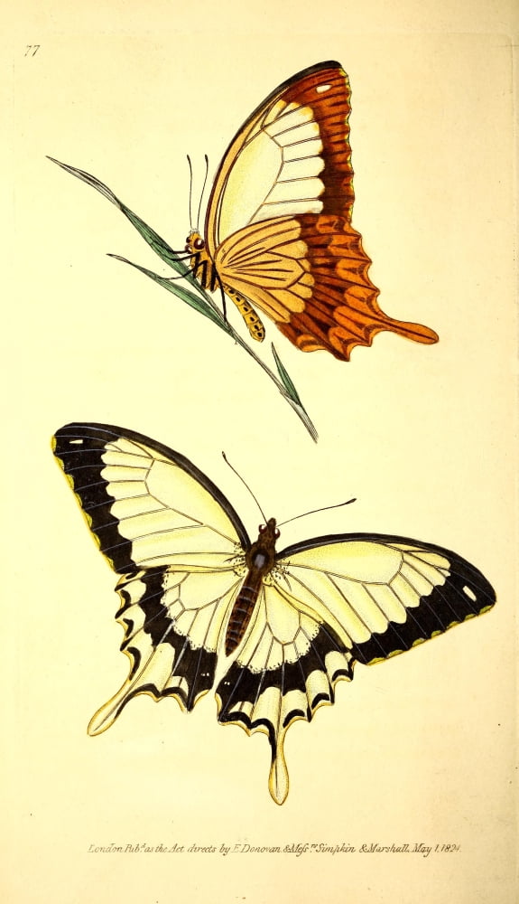 Naturalists Repository 1824 Brutus Butterfly Canvas Art - E Donovan (18 x 24)