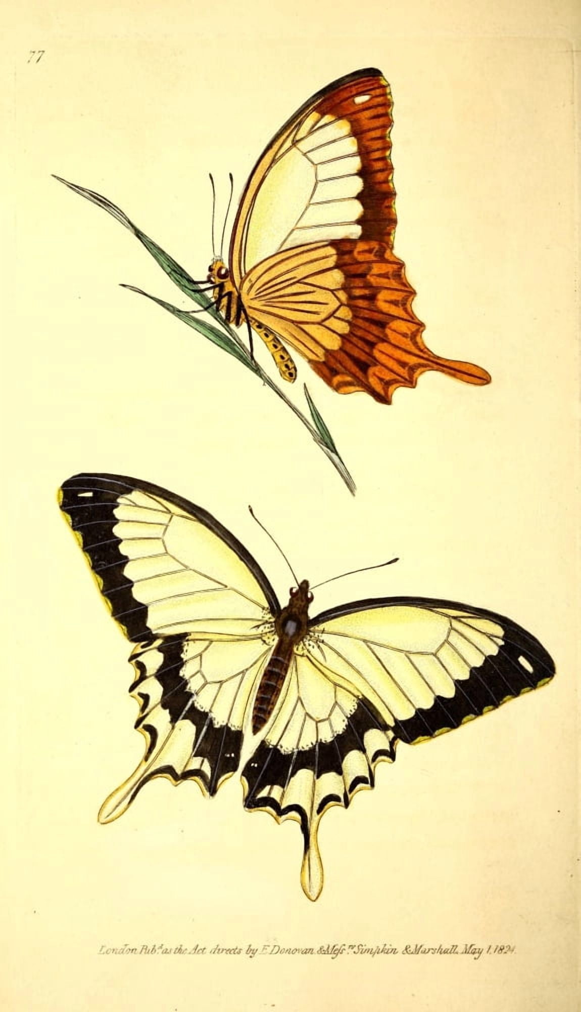 Naturalists Repository 1824 Brutus Butterfly Canvas Art - E Donovan (24 x 36)