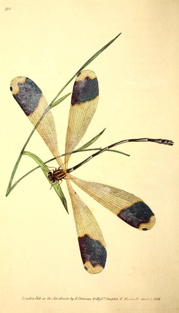 Naturalists Repository 1824 Caerulean Dragonfly Canvas Art - E Donovan (18 x 24)