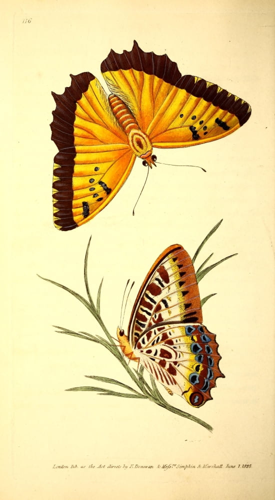 Naturalists Repository 1824 Castor Butterfly Canvas Art - E Donovan (18 x 24)