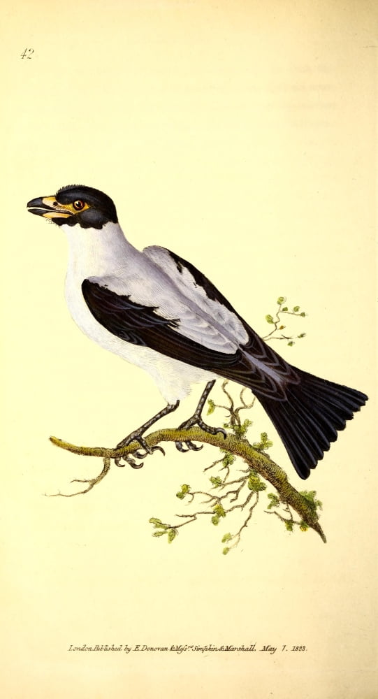 Naturalists Repository 1824 Cayenne Shrike Canvas Art - E Donovan (24 x 36)