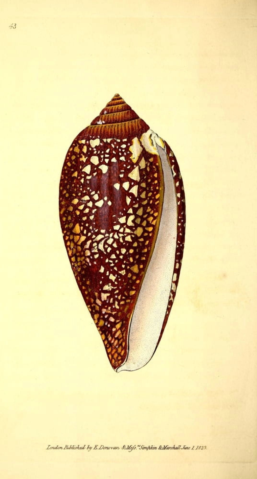 Naturalists Repository 1824 Chain-spotted Brunette Cone Canvas Art - E Donovan (24 x 36)