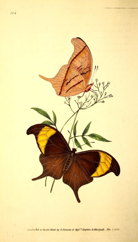 Naturalists Repository 1824 Chorinaeus Butterfly Canvas Art - E Donovan (24 x 36)
