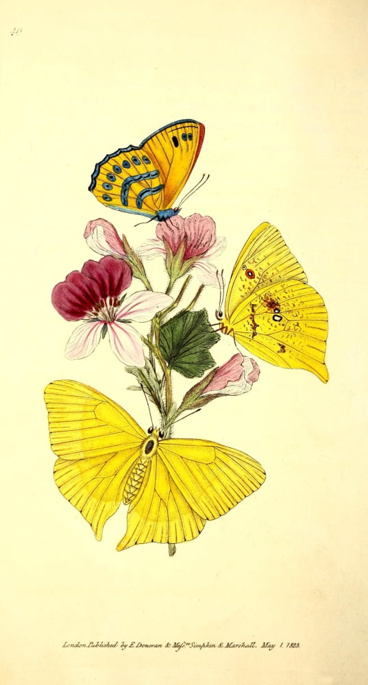 Naturalists Repository 1824 Cipris Butterfly Canvas Art - E Donovan (18 x 24)