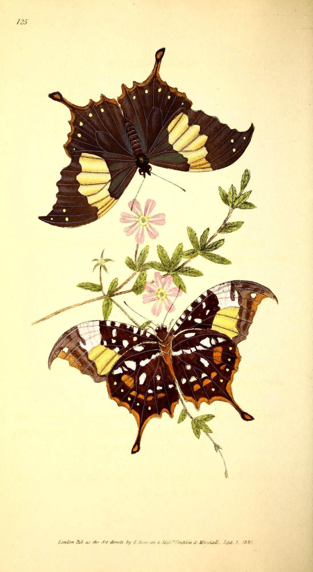 Naturalists Repository 1824 Clytemnestra Butterfly Canvas Art - E Donovan (24 x 36)