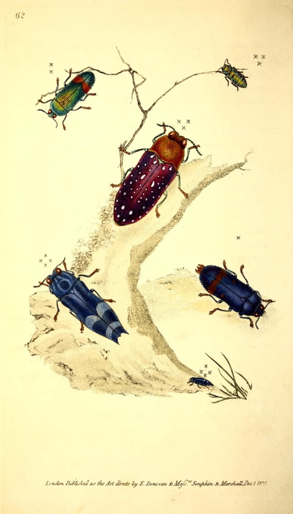 Naturalists Repository 1824 Coleoptera Canvas Art - E Donovan (18 x 24)