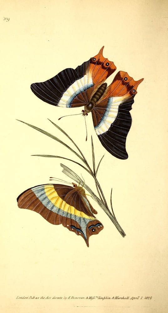 Naturalists Repository 1824 Decius Butterfly Canvas Art - E Donovan (18 x 24)