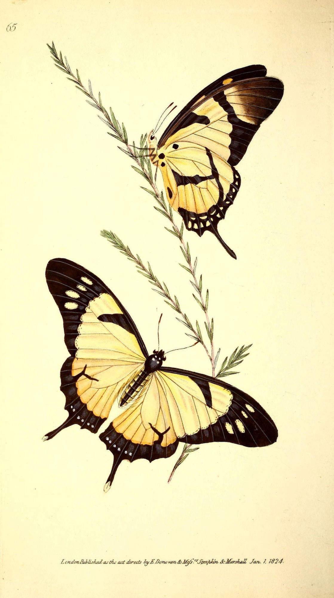 Naturalists Repository 1824 Dolicaon Butterfly Canvas Art - E Donovan (24 x 36)
