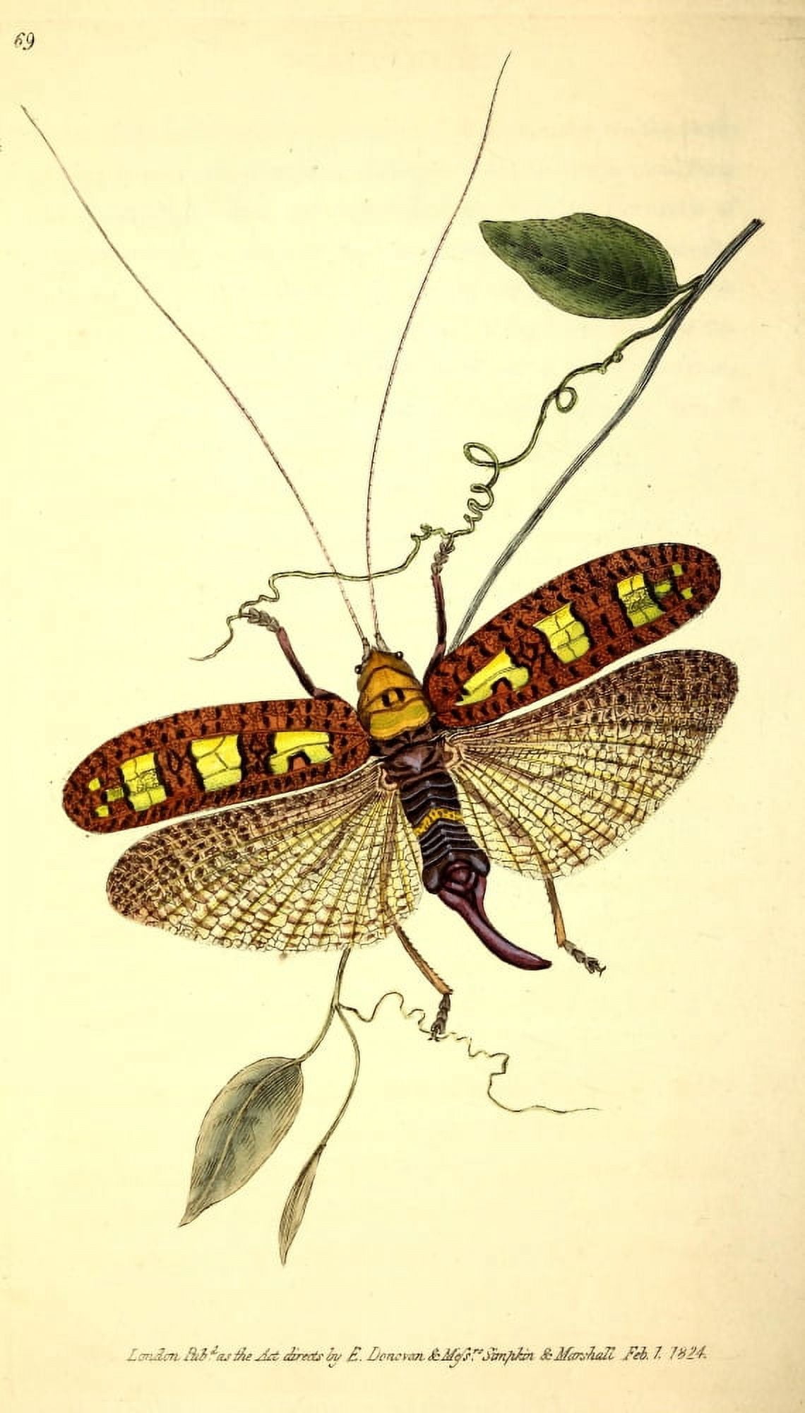Naturalists Repository 1824 Donovans Locust Canvas Art - E Donovan (18 x 24)