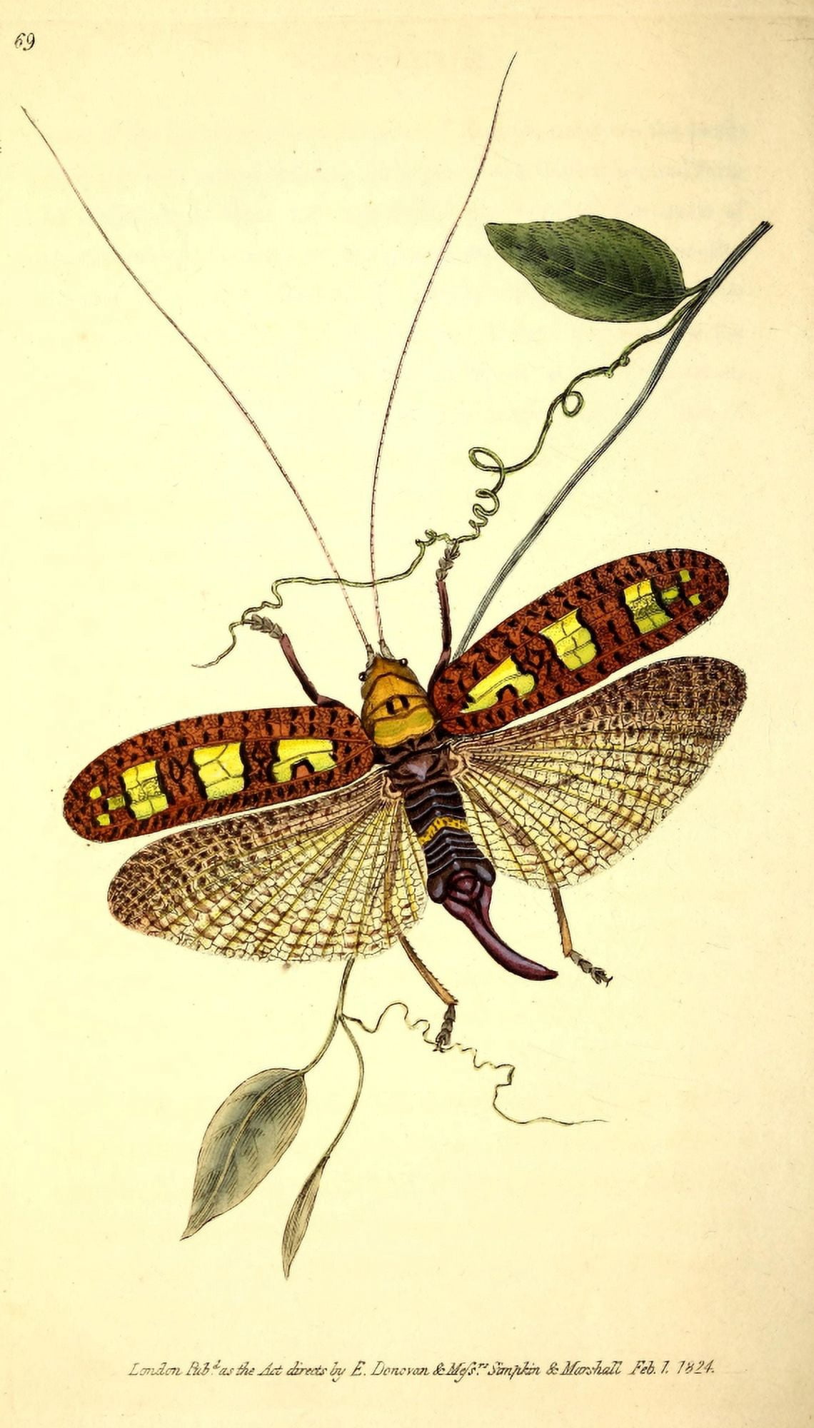Naturalists Repository 1824 Donovans Locust Canvas Art - E Donovan (24 x 36)