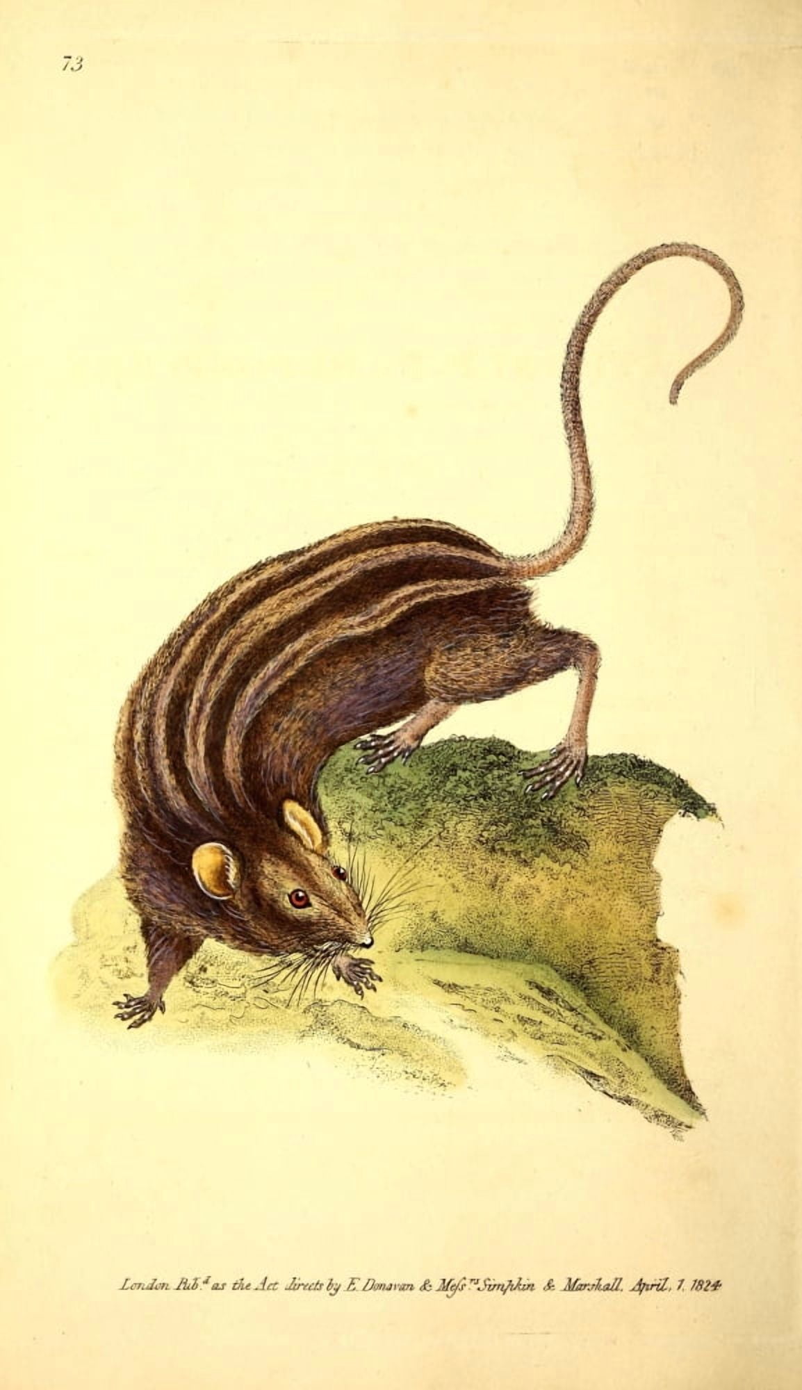 Naturalists Repository 1824 Donovans Rat Canvas Art - E Donovan (18 x 24)