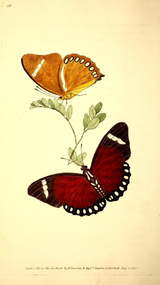 Naturalists Repository 1824 Eleus Butterfly Canvas Art - E Donovan (24 x 36)