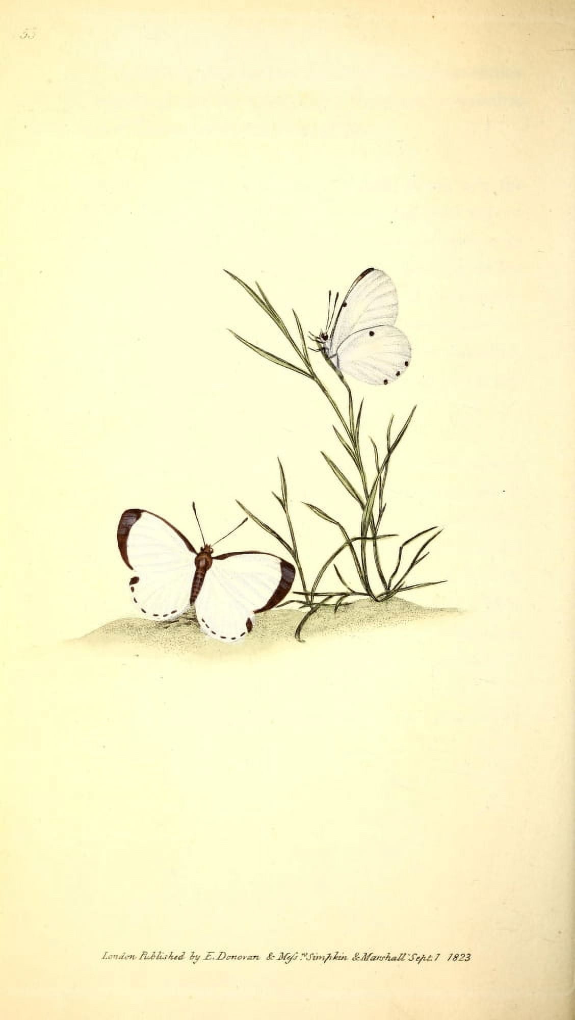 Naturalists Repository 1824 Elorea Butterfly Canvas Art - E Donovan (24 x 36)