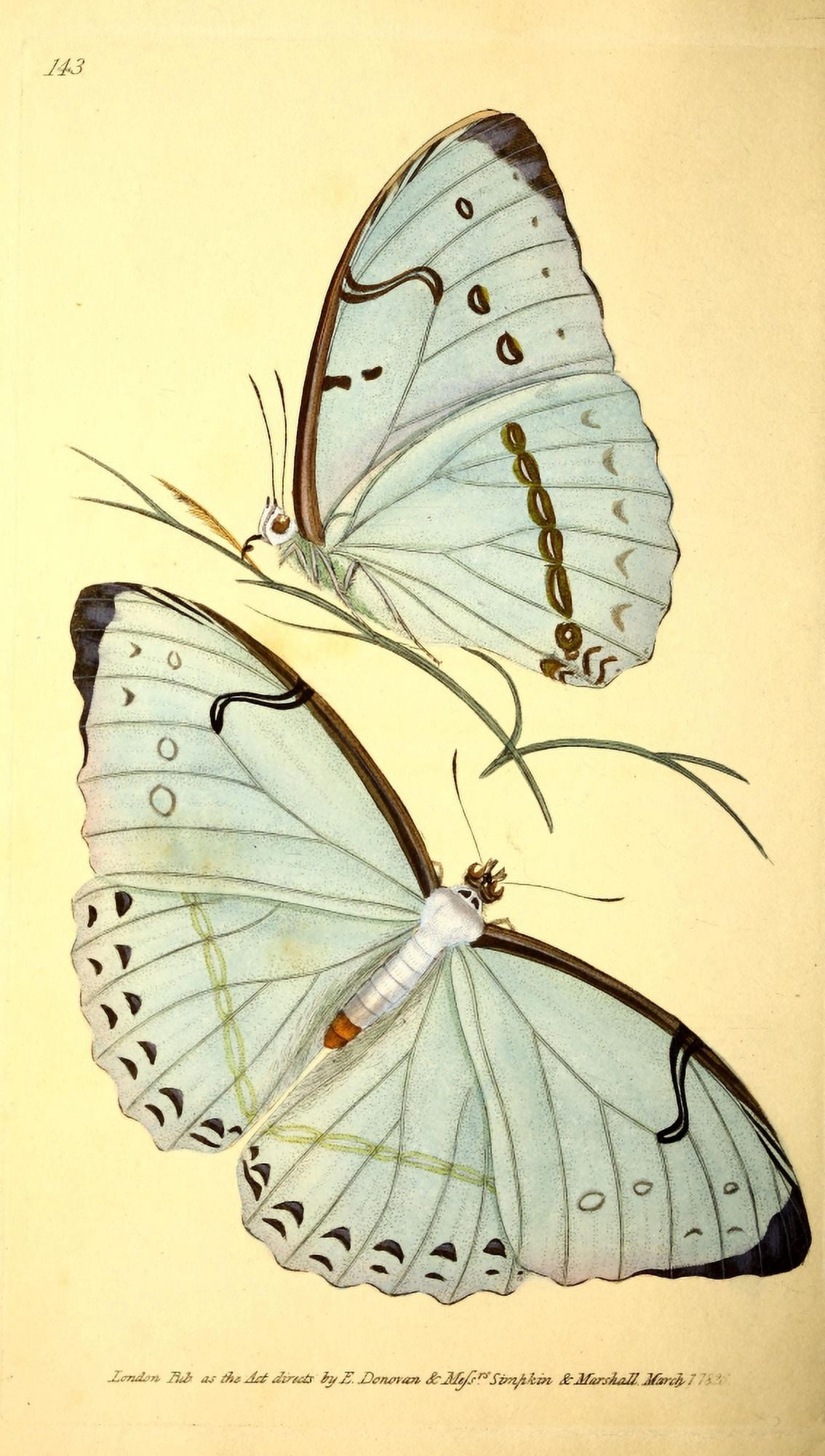Naturalists Repository 1824 Epistrophus Butterfly Canvas Art - E Donovan (24 x 36)