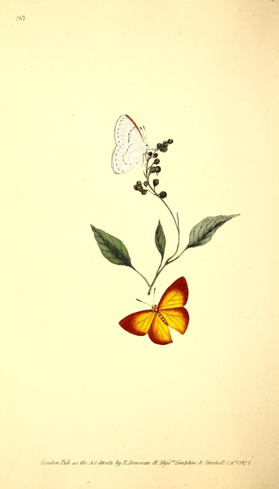Naturalists Repository 1824 Gemellus Butterfly Canvas Art - E Donovan (18 x 24)