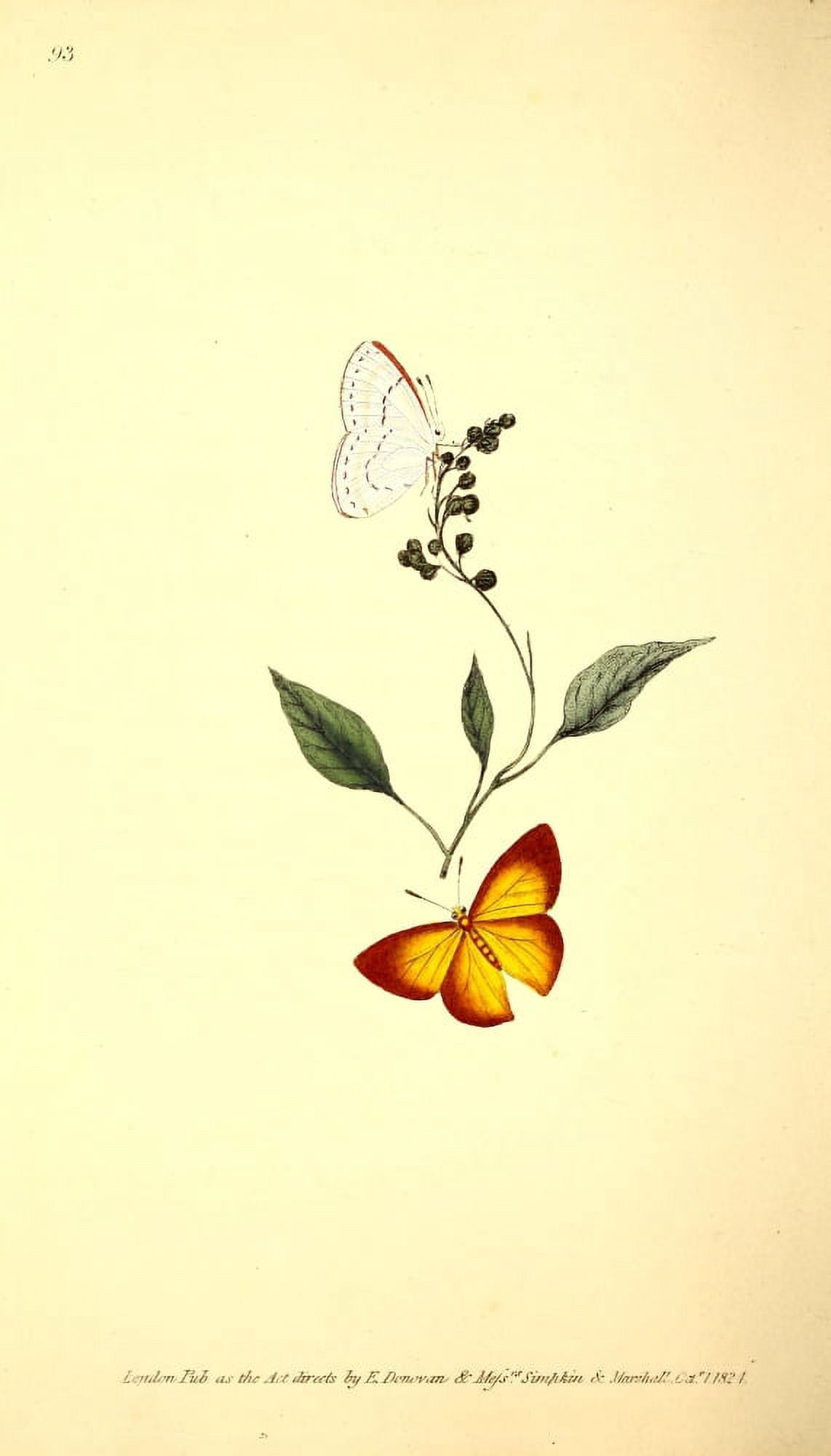 Naturalists Repository 1824 Gemellus Butterfly Canvas Art - E Donovan (24 x 36)