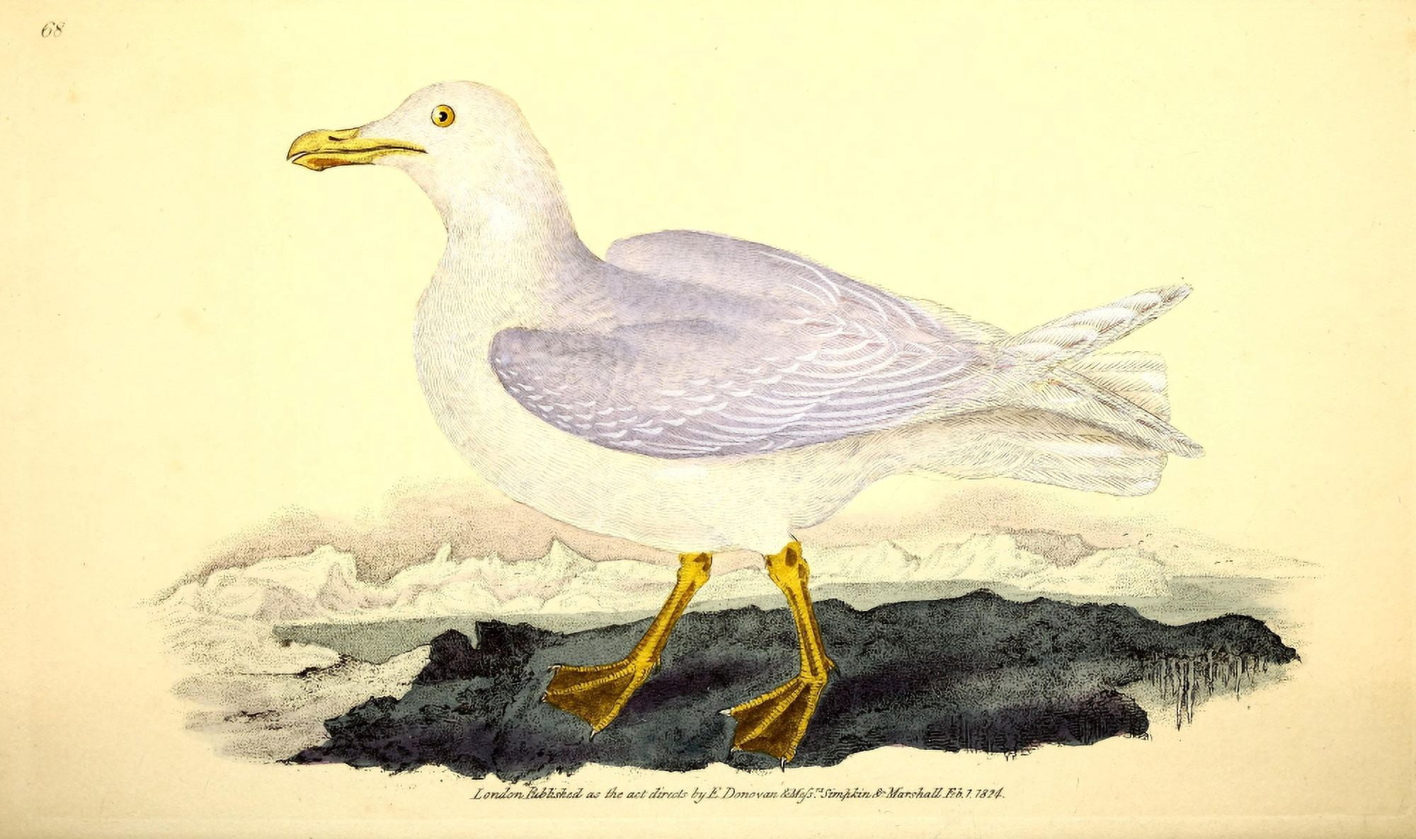 Naturalists Repository 1824 Glaucous Gull Canvas Art - E Donovan (24 x 36)