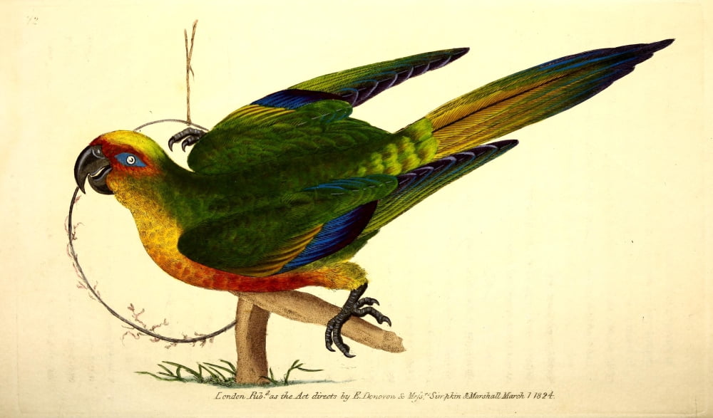 Naturalists Repository 1824 Golden-crowned Parakeet Canvas Art - E Donovan (24 x 36)