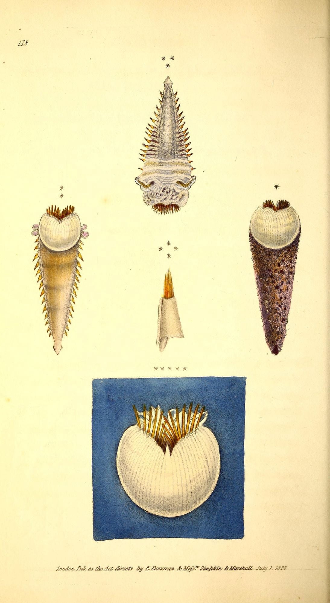 Naturalists Repository 1824 Guildings Pectinaria Canvas Art - E Donovan (18 x 24)