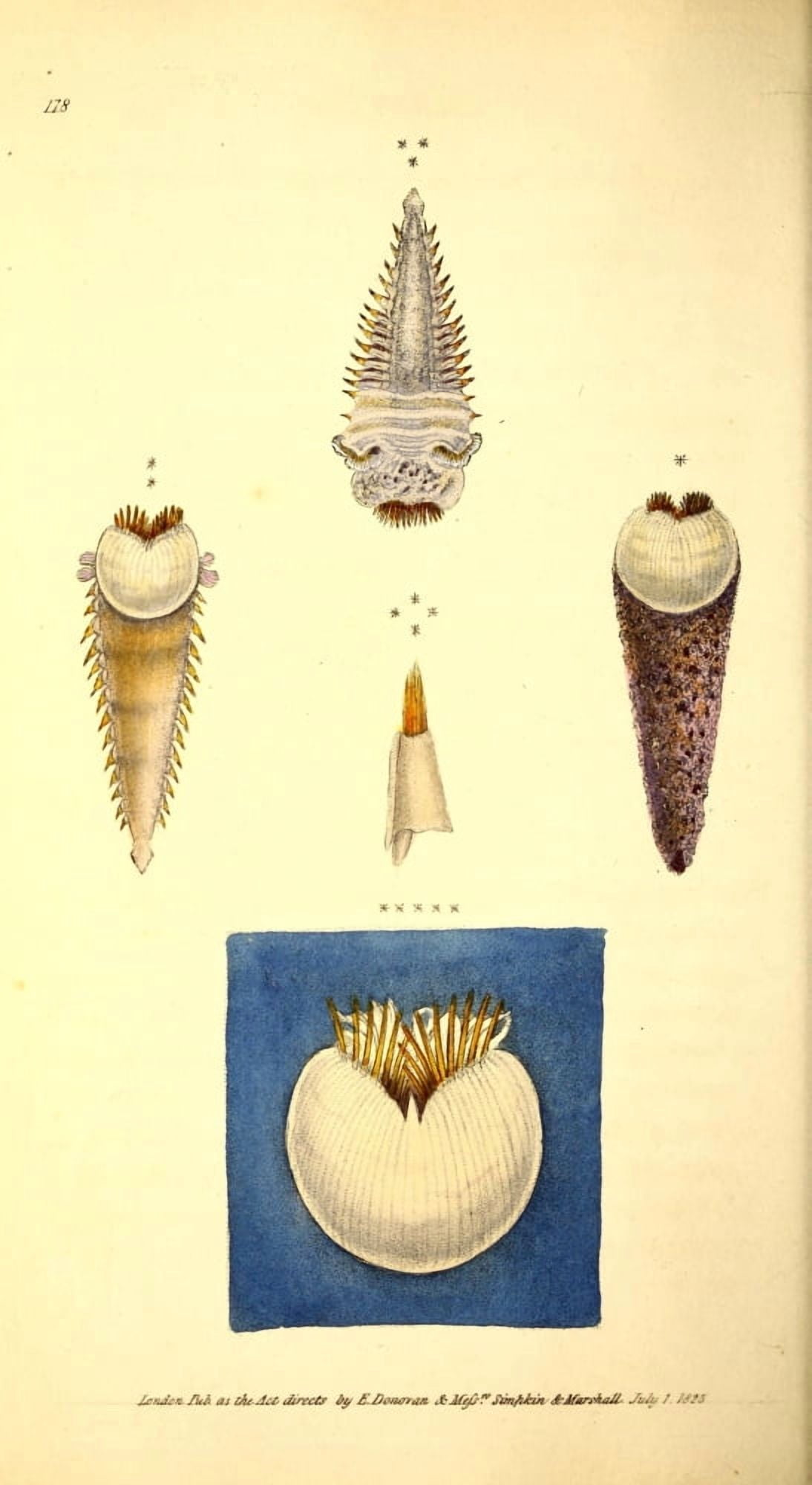 Naturalists Repository 1824 Guildings Pectinaria Canvas Art - E Donovan (24 x 36)