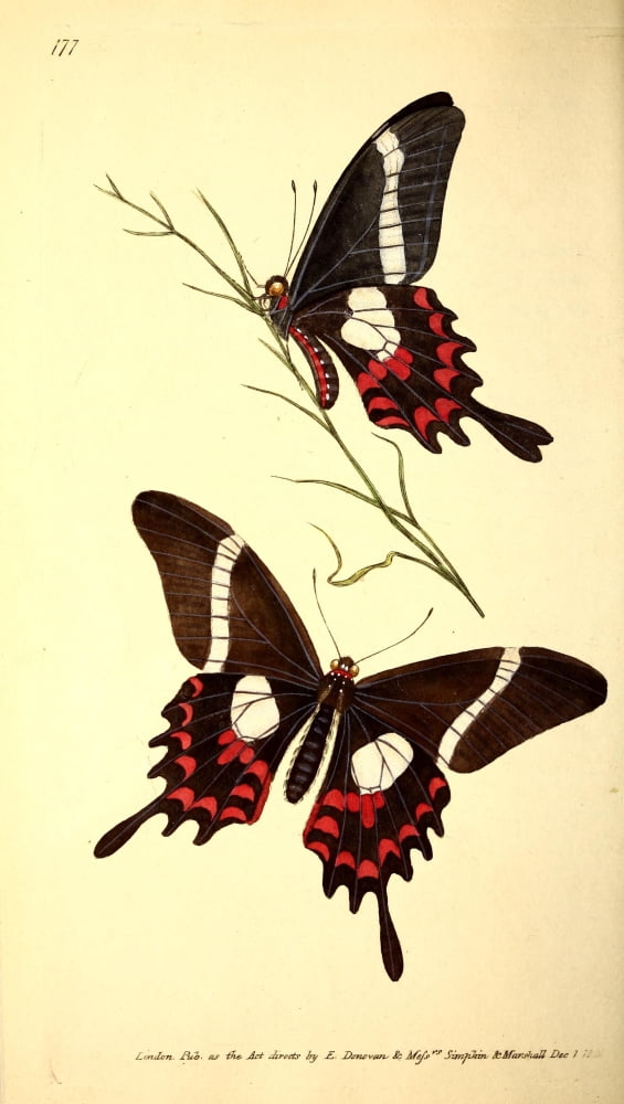 Naturalists Repository 1824 Hectoride Butterfly Canvas Art - E Donovan (24 x 36)