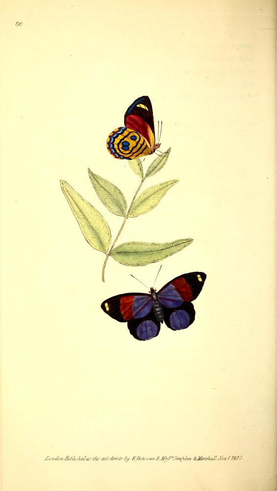 Naturalists Repository 1824 Hydaspes Butterfly Canvas Art - E Donovan (18 x 24)