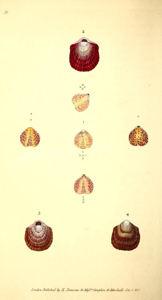 Naturalists Repository 1824 Lamp Anomia Canvas Art - E Donovan (18 x 24)