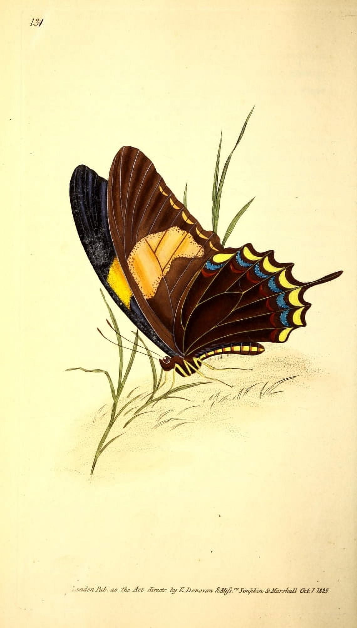 Naturalists Repository 1824 Laodocus Butterfly Canvas Art - E Donovan (18 x 24)