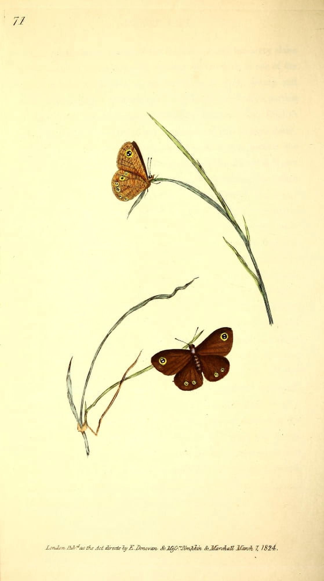 Naturalists Repository 1824 Lara Butterfly Canvas Art - E Donovan (18 x 24)