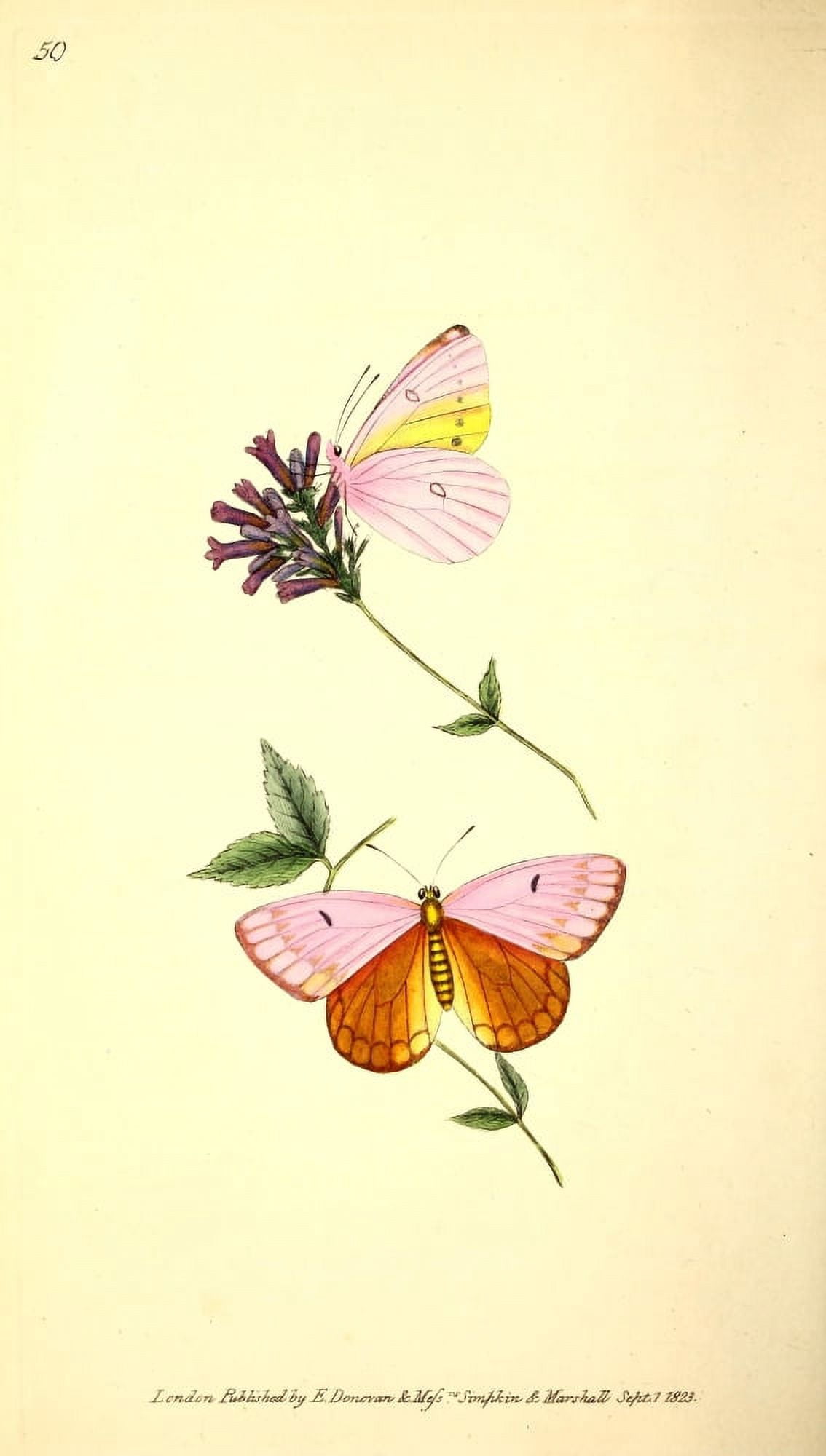 Naturalists Repository 1824 Lesbia Butterfly Canvas Art - E Donovan (24 x 36)