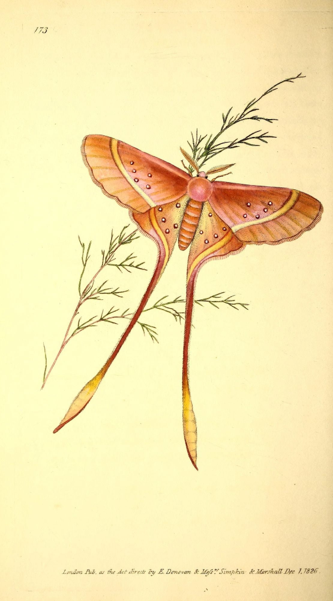 Naturalists Repository 1824 Long-tailed Argus Bombyx Canvas Art - E Donovan (18 x 24)