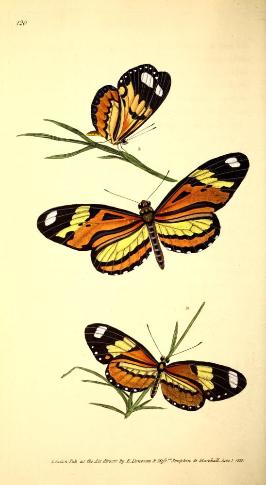 Naturalists Repository 1824 Lysimnia Butterfly Canvas Art - E Donovan (18 x 24)