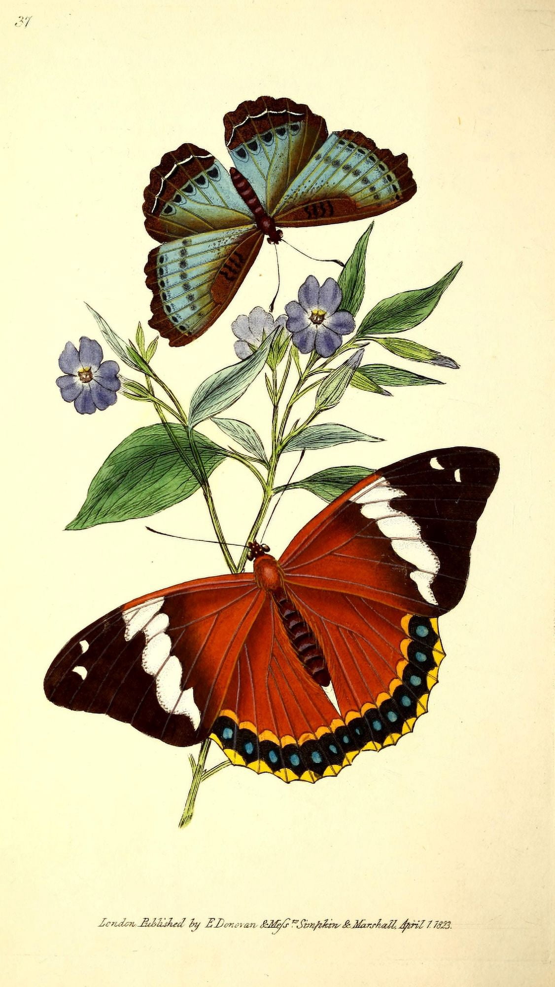 Naturalists Repository 1824 Maricas Butterfly Canvas Art - E Donovan (24 x 36)