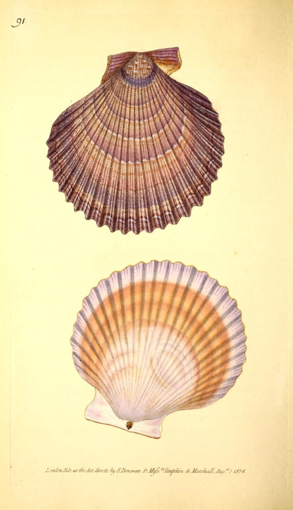 Naturalists Repository 1824 Matons Scallop Canvas Art - E Donovan (24 x 36)