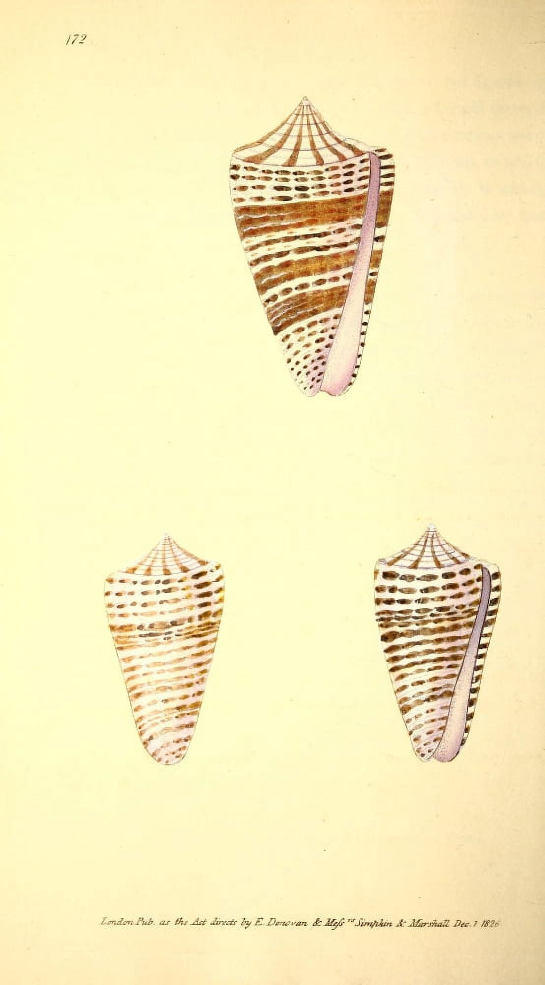 Naturalists Repository 1824 Mosaic Pavement Cone Canvas Art - E Donovan (18 x 24)