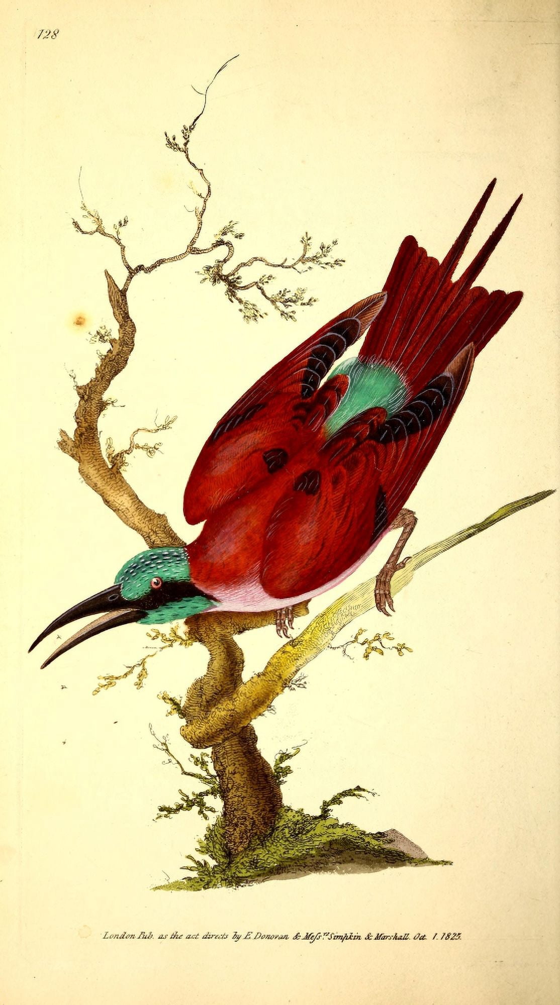 Naturalists Repository 1824 Nubian Bee-eater Canvas Art - E Donovan (18 x 24)