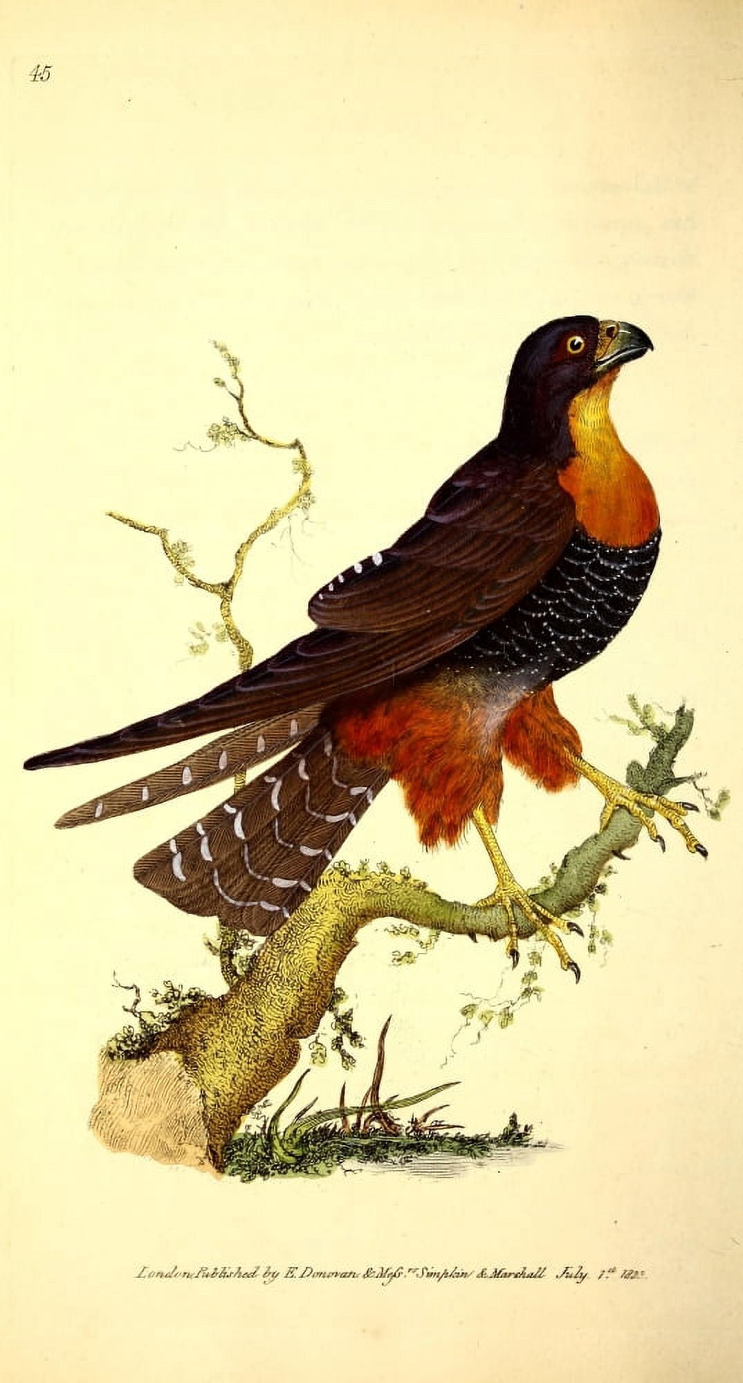 Naturalists Repository 1824 Orange-breasted Hobby Canvas Art - E Donovan (24 x 36)