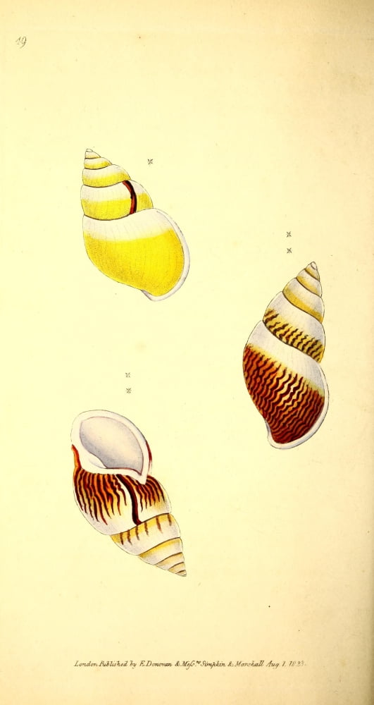 Naturalists Repository 1824 Perverse Helix Canvas Art - E Donovan (18 x 24)