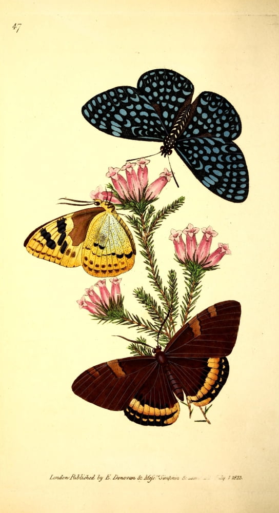 Naturalists Repository 1824 Phalaris Butterfly Canvas Art - E Donovan (24 x 36)