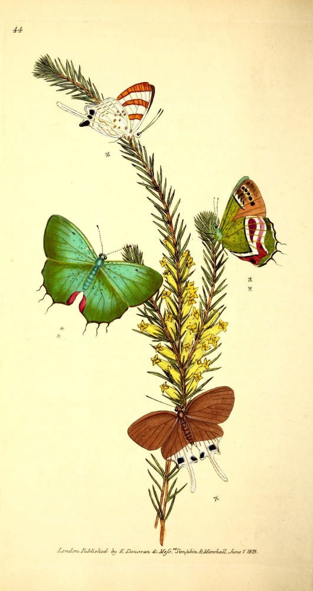 Naturalists Repository 1824 Phocides Butterfly Canvas Art - E Donovan (18 x 24)