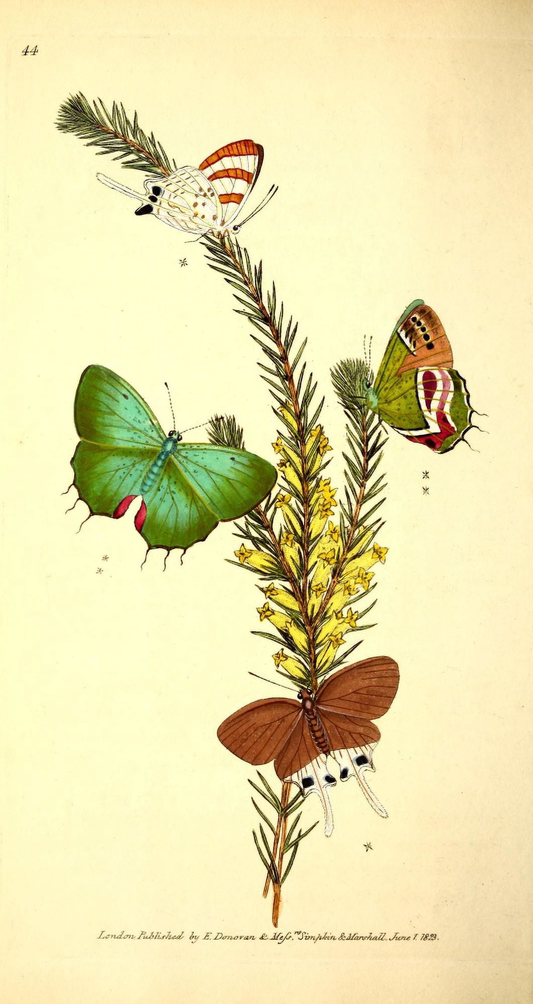 Naturalists Repository 1824 Phocides Butterfly Canvas Art - E Donovan (24 x 36)