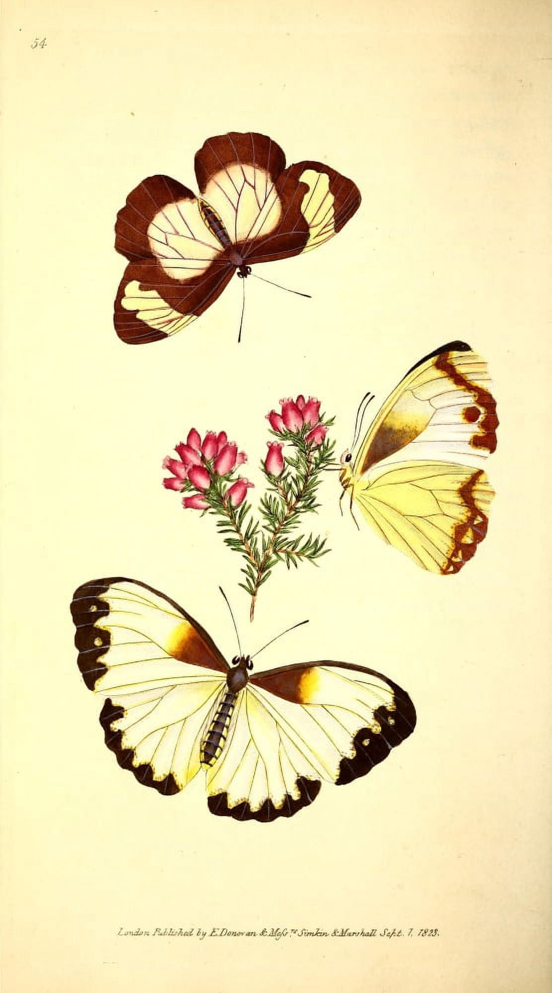 Naturalists Repository 1824 Pirithous Butterfly Canvas Art - E Donovan (24 x 36)