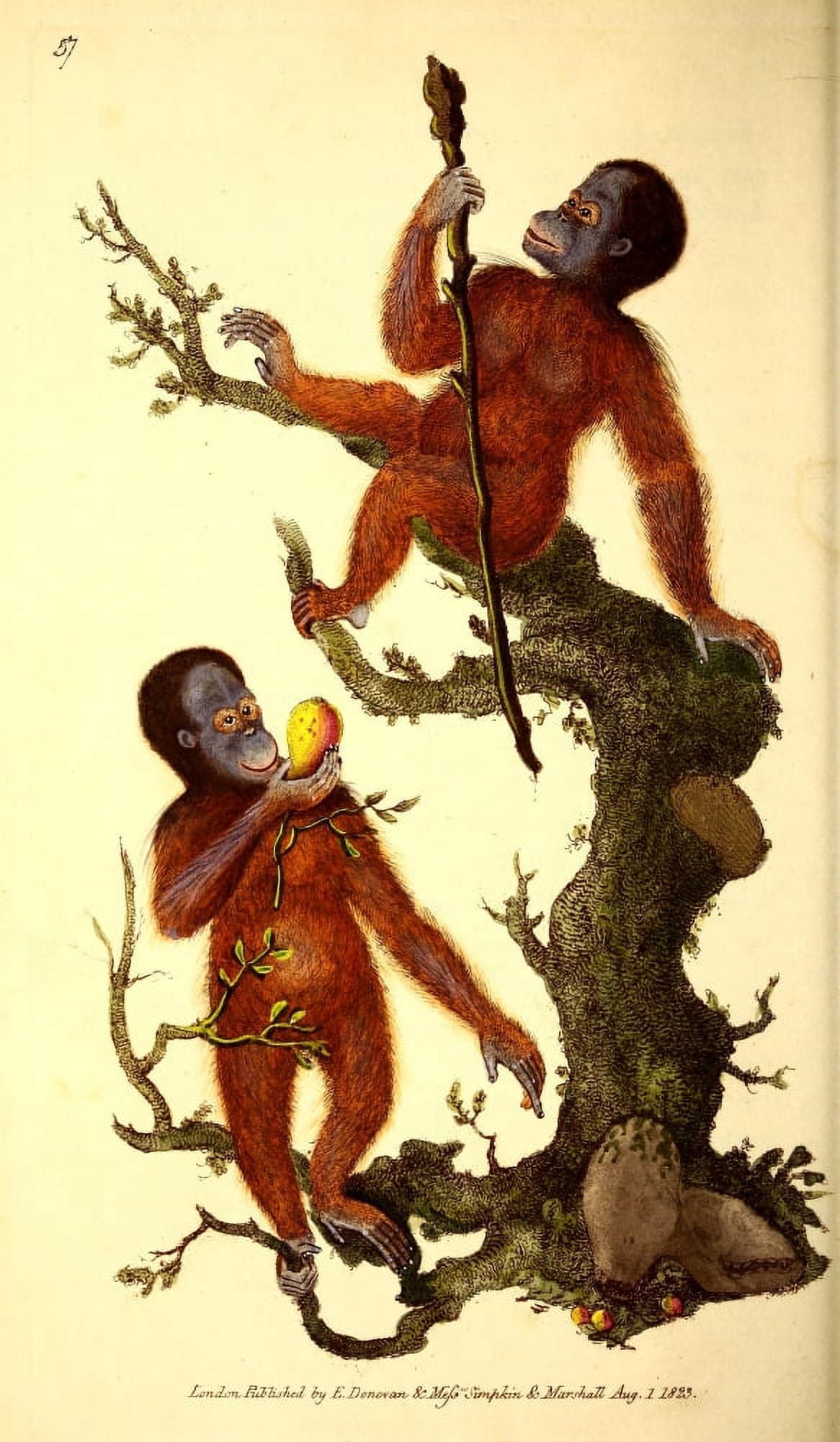Naturalists Repository 1824 Rufous Orangutang Canvas Art - E Donovan (18 x 24)